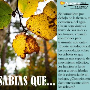 Dato Curioso de los Arboles para Alimentar tu Saber: