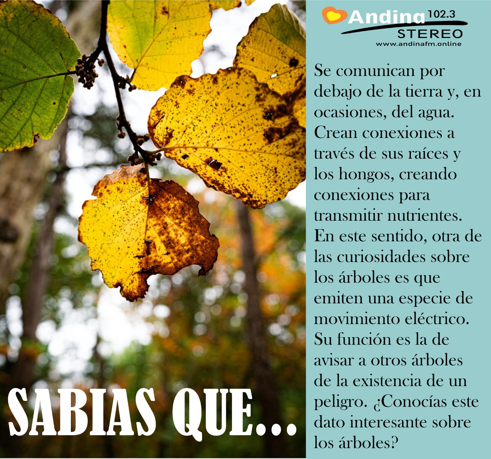 En este momento estás viendo Dato Curioso de los Arboles para Alimentar tu Saber: