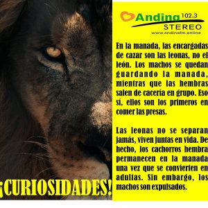 Sabias que…   …de los leones ?