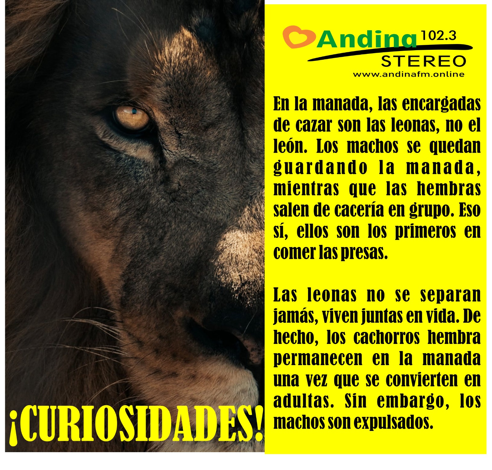 En este momento estás viendo Sabias que…   …de los leones ?