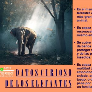 ¡ Interesantes datos de los Elefantes !