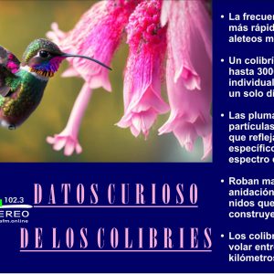 ¡ Curiosidades de los Colibríes !