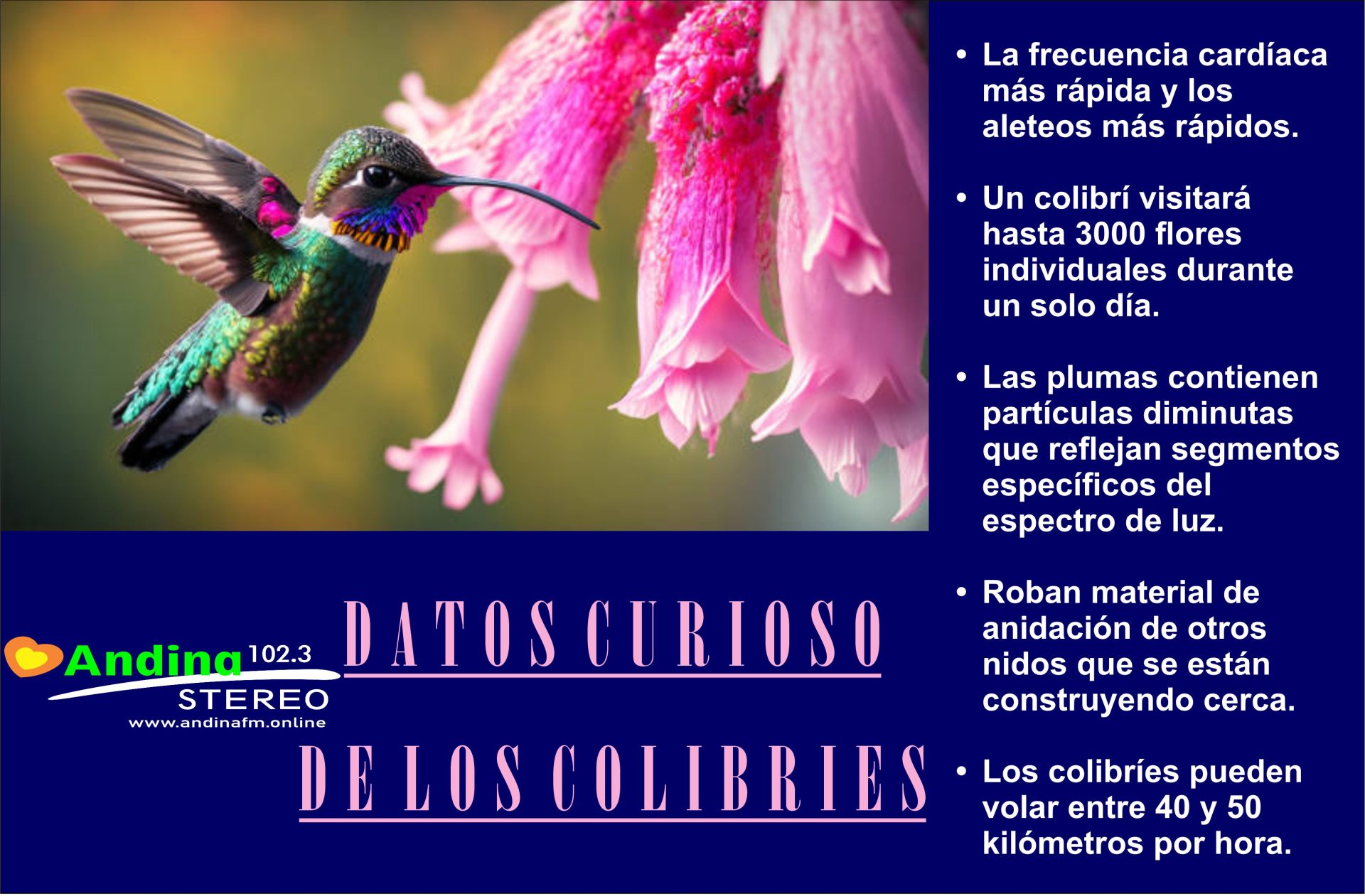 En este momento estás viendo ¡ Curiosidades de los Colibríes !