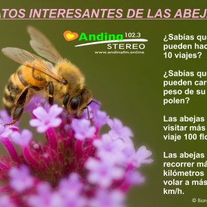 ¡ Curiosidades muy interesantes de las Abejas !
