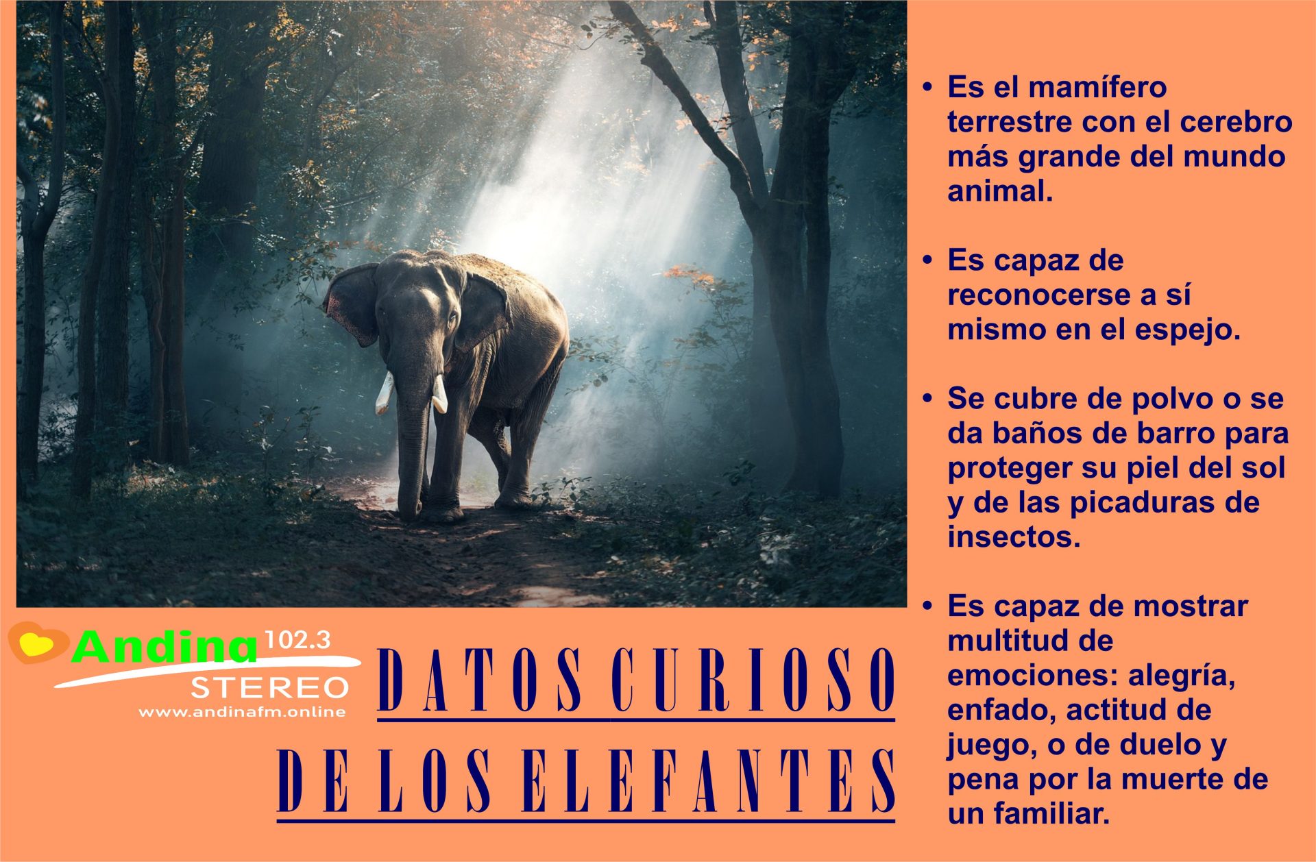 En este momento estás viendo ¡ Interesantes datos de los Elefantes !
