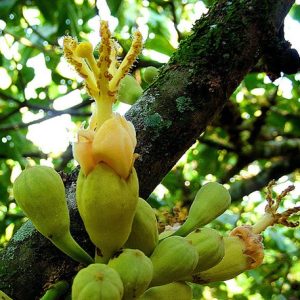 IDENTIFICAN NUEVAS ESPECIES DE ARBOLES, TRES EN COLOMBIA