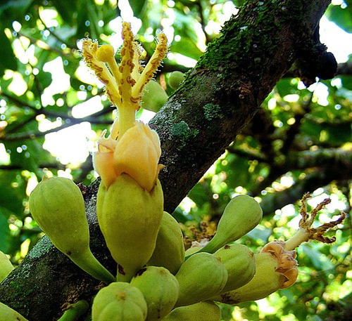 En este momento estás viendo IDENTIFICAN NUEVAS ESPECIES DE ARBOLES, TRES EN COLOMBIA