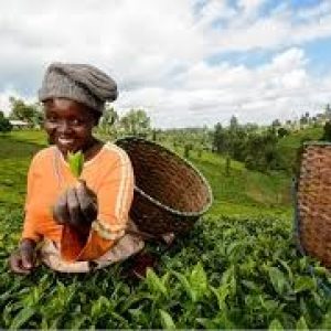 ¡EL CLIMA AGRAVA LA SEGURIDAD ALIMENTARIA EN AMERICA LATINA!