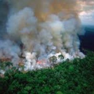 CASI 500% DE AUMENTO DE LA DEGRADACION AMAZONICA