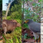 ¡TECNOLOGIAS AVANZADAS MONITOREAN AIRE Y BIODIVERSIDAD EN EL AMAZONAS.