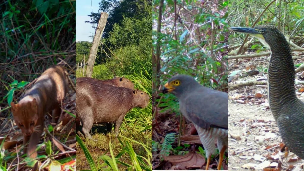 En este momento estás viendo ¡TECNOLOGIAS AVANZADAS MONITOREAN AIRE Y BIODIVERSIDAD EN EL AMAZONAS.