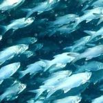 EL CAMBIO CLIMATICO LLEVA A LOS PECES UN EXODO HACIA LOS POLOS.