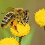 ¡LOS PESTICIDAS AFECTAN A MAS DE 800 ESPECIES ¡