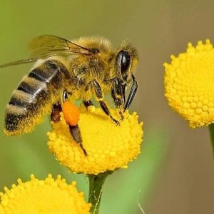 ¡LOS PESTICIDAS AFECTAN A MAS DE 800 ESPECIES ¡