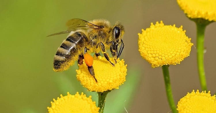 En este momento estás viendo ¡LOS PESTICIDAS AFECTAN A MAS DE 800 ESPECIES ¡