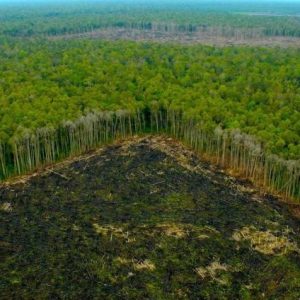 ¡MAS DE 7000 ESPECIES AMENAZADAS POR LA DEFORESTACION ¡