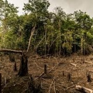  ¡LA DEFORESTACION EN COLOMBIA AUMENTO UN 35% ¡