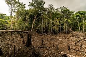 En este momento estás viendo  ¡LA DEFORESTACION EN COLOMBIA AUMENTO UN 35% ¡