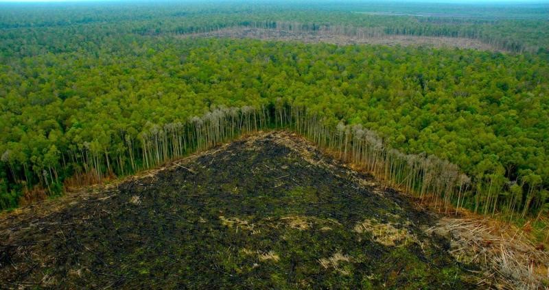 En este momento estás viendo ¡MAS DE 7000 ESPECIES AMENAZADAS POR LA DEFORESTACION ¡