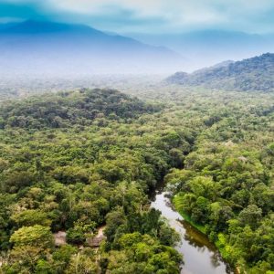 ¡DIA INTERNACIONAL DE LOS BOSQUES ¡