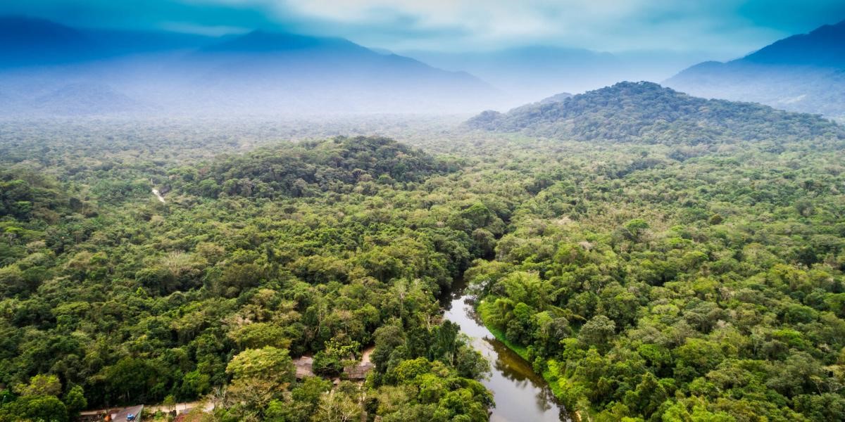 En este momento estás viendo ¡DIA INTERNACIONAL DE LOS BOSQUES ¡