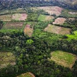 Colombia logró disminuir en un 49 por ciento la pérdida de bosques primarios.