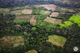 En este momento estás viendo Colombia logró disminuir en un 49 por ciento la pérdida de bosques primarios.