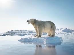 En este momento estás viendo ¡NUEVO RECORD DE MINIMO DE HIELO EN EL ARTICO ¡