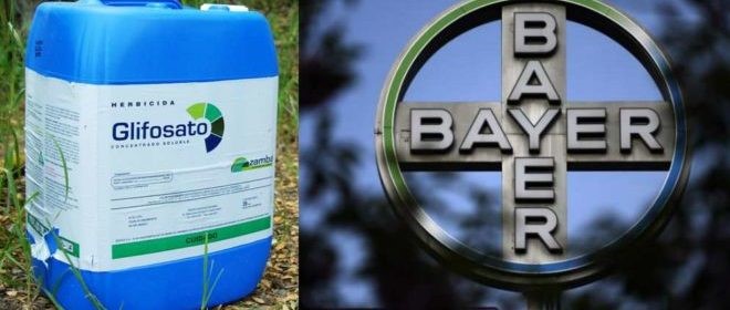 En este momento estás viendo ¡BAYER EVALUADA ABANDONAR EL GLIFOSATO¡