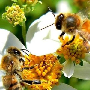 ¡TRES CUARTOS DE LOS CULTIVOS DEPENDEN DE LAS ABEJAS ¡