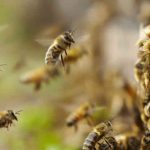 BIOINDICADORES DE LA ACELERACION DE LA CRISIS CLIMATICA ¡