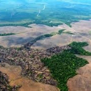 ¡COLOMBIA. ALTA DEFORESTACION DEL AMAZONAS EN SEIS MESES ¡
