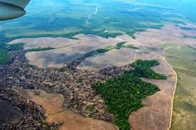 En este momento estás viendo ¡COLOMBIA. ALTA DEFORESTACION DEL AMAZONAS EN SEIS MESES ¡