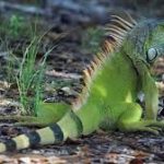 ¡LA ALTERACION HUMANA DE LOS ECOSISTEMAS ES PREOCUPANTE¡