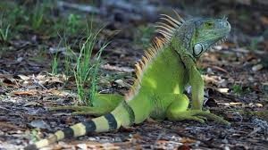En este momento estás viendo ¡LA ALTERACION HUMANA DE LOS ECOSISTEMAS ES PREOCUPANTE¡