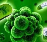 ¡LA RESISTENCIA A LOS ANTIMICROBIANOS ES UNA REALIDAD ¡