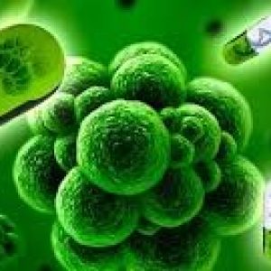 ¡LA RESISTENCIA A LOS ANTIMICROBIANOS ES UNA REALIDAD ¡