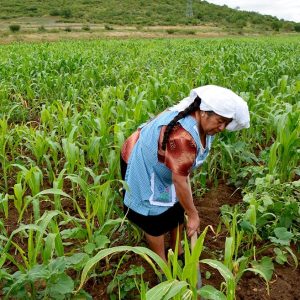 ¡LAS MUJERES REPRESENTAN EL 36 % DE LA FUERZA LABORAL EN LOS SISTEMAS AGROALIMENTARIOS EN AMÉRICA LATINA Y EL CARIBE ¡