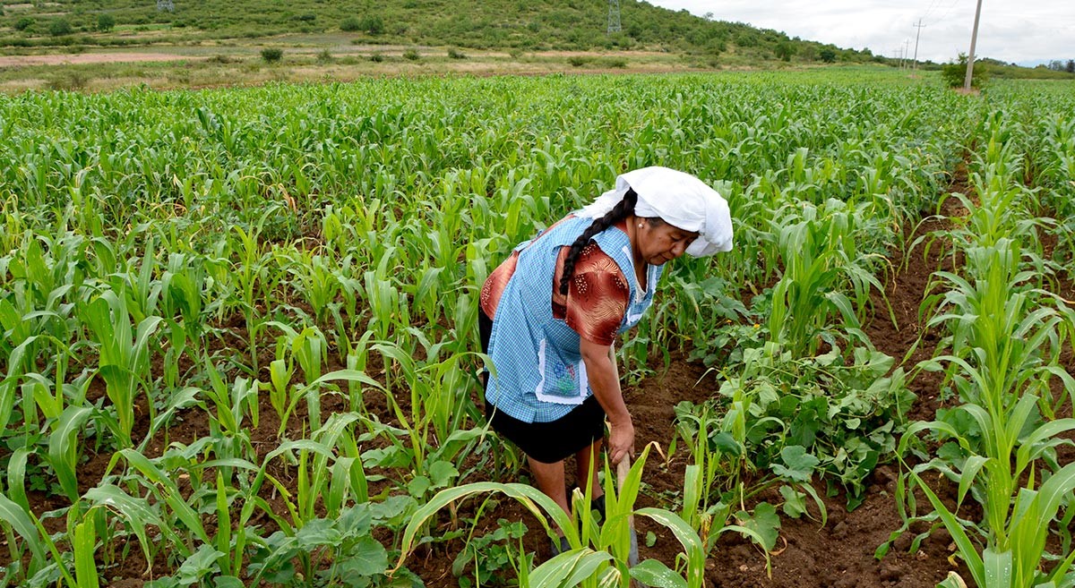 En este momento estás viendo ¡LAS MUJERES REPRESENTAN EL 36 % DE LA FUERZA LABORAL EN LOS SISTEMAS AGROALIMENTARIOS EN AMÉRICA LATINA Y EL CARIBE ¡
