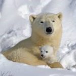¡3.500 ESPECIES DE ANIMALES EN PELIGRO POR LA CRISIS CLIMATICA ¡