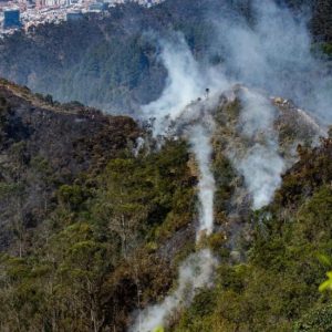 ¡PERDIDA RÈCORD DE BOSQUES TROPICALES¡