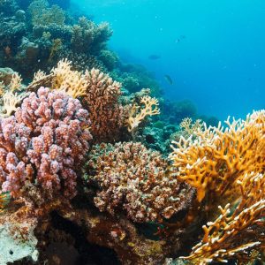 ¡HOGAR DEL 25% DE LA BIODIVERSIDAD MARINA Y ESCUDO NATURAL  DE NUESTRAS COSTAS¡