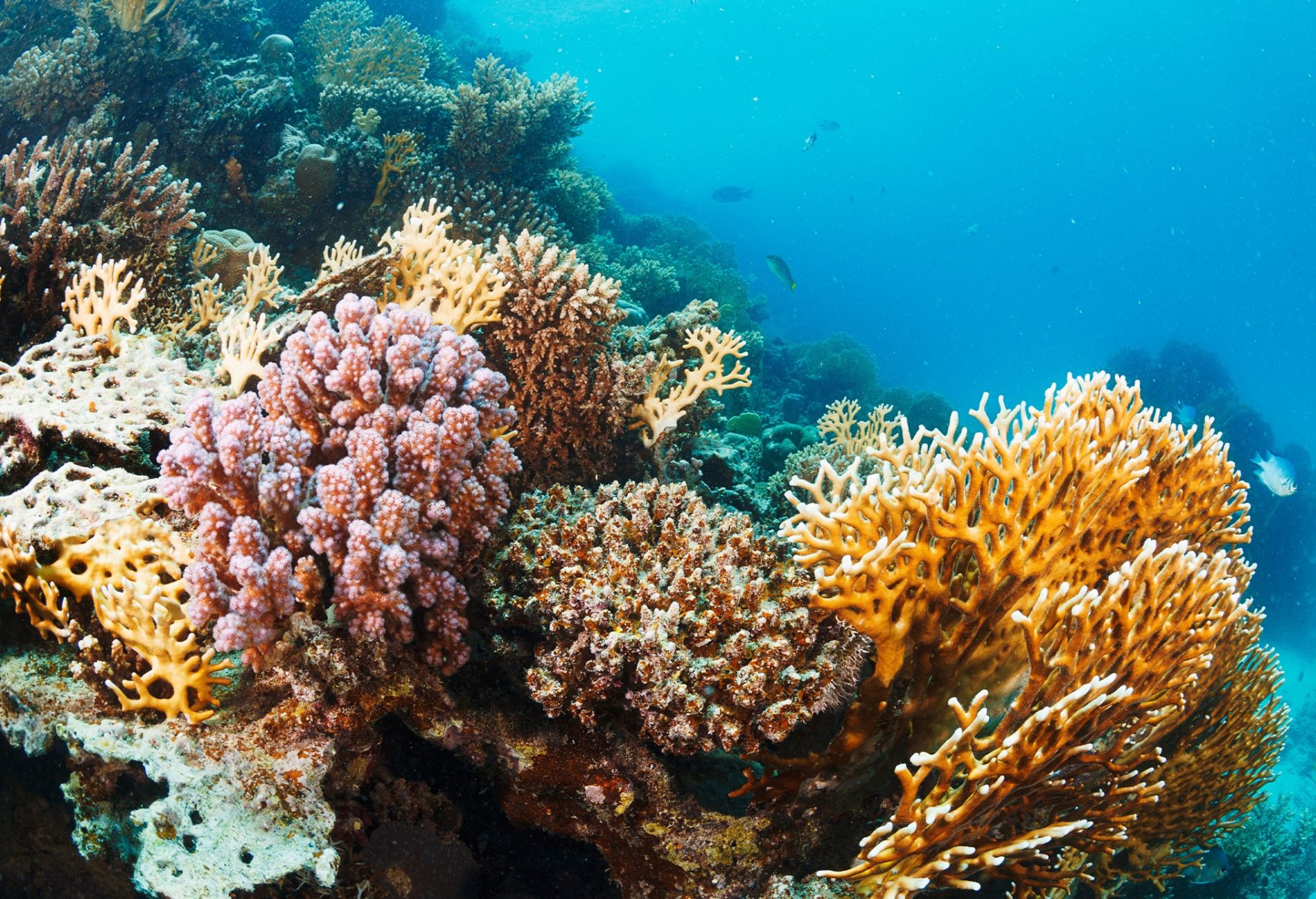 En este momento estás viendo ¡HOGAR DEL 25% DE LA BIODIVERSIDAD MARINA Y ESCUDO NATURAL  DE NUESTRAS COSTAS¡