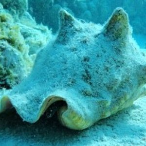¡INICIA VEDA DE CARACOL PALA EN EL ARCHIPIELAGO DE SAN ANDRES¡