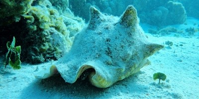 En este momento estás viendo ¡INICIA VEDA DE CARACOL PALA EN EL ARCHIPIELAGO DE SAN ANDRES¡