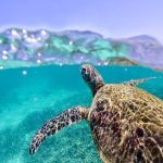 ¡LAS PRIMERAS HORAS DE LA TERCERA CUMBRE DE LOS OCEANOS ¡