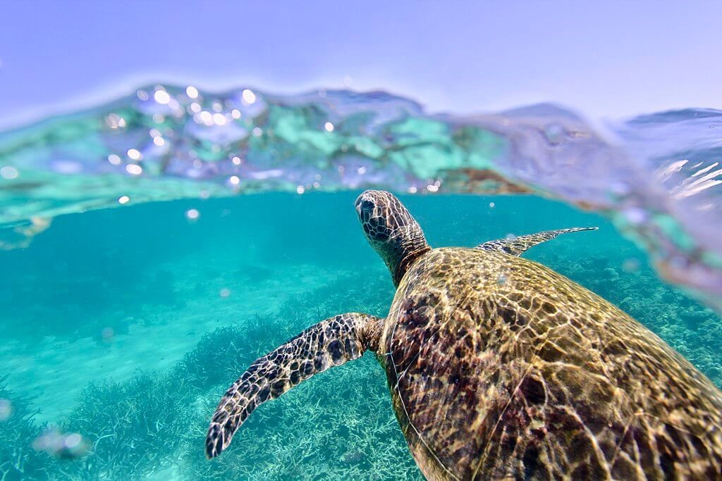 En este momento estás viendo ¡LAS PRIMERAS HORAS DE LA TERCERA CUMBRE DE LOS OCEANOS ¡