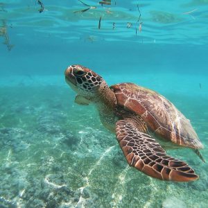 ¡min ambiente hace un llamado para proteger las tortugas¡