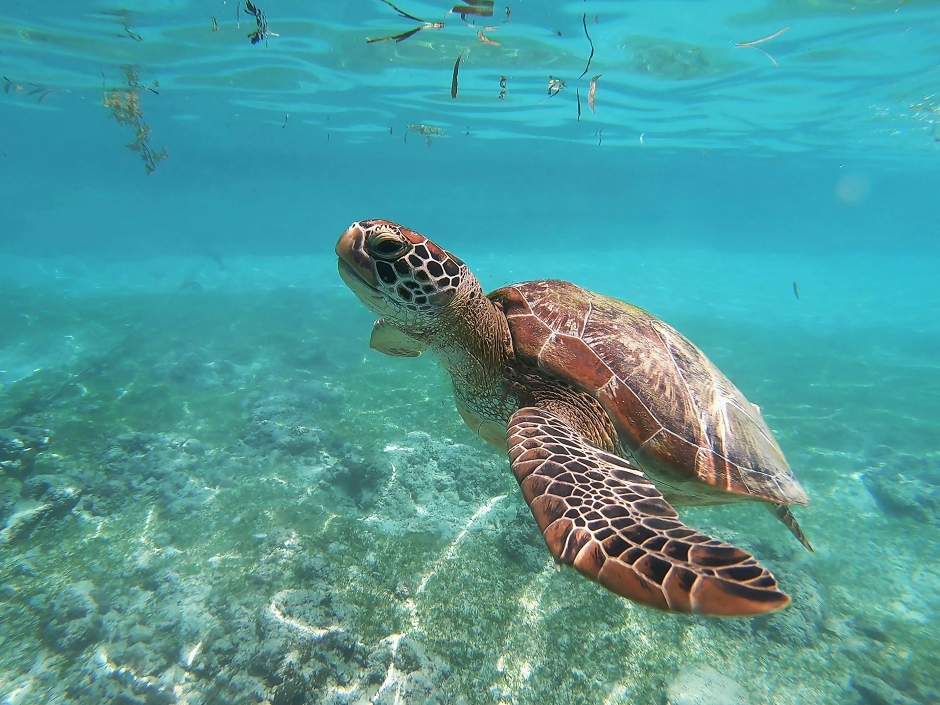En este momento estás viendo ¡min ambiente hace un llamado para proteger las tortugas¡