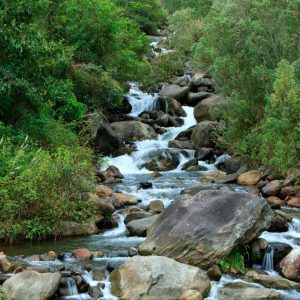 ¡BIODIVERSIDAD, LA ECONOMIA DE PAISES SUBTROPICALES EN RIESGO ¡